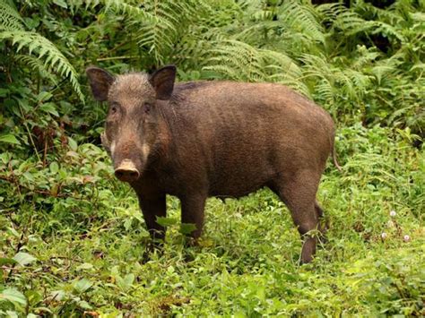 ‘Destructive’ wild pigs may help cultivate biodiverse rainforests ...