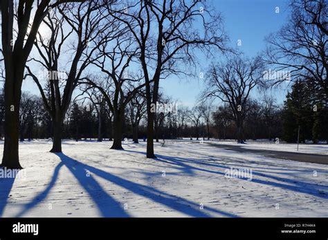 Long shadows with winter sun. Assiniboine Park, Winnipeg,Manitoba ...