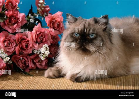 Colorpoint Persian Cat Stock Photo - Alamy