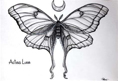 Actias luna: Moon moth actias luna black pen draw tattoo art black and white | Moth tattoo ...