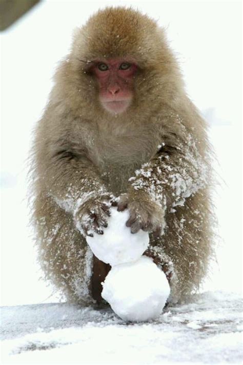 23 best images about Snow monkeys on Pinterest | Snowflakes, Parks and Yellow boots