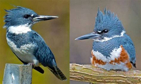 Why do female Belted Kingfishers show more color than males? | Belted kingfisher, Male bird ...