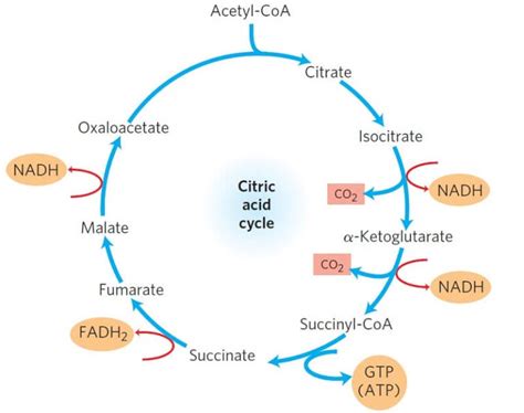 Krebs Cycle: Location, Enzymes, Steps, Products, Diagram