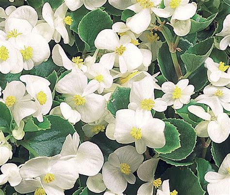 Begonia Wax White Begonia Semperflorens Seeds