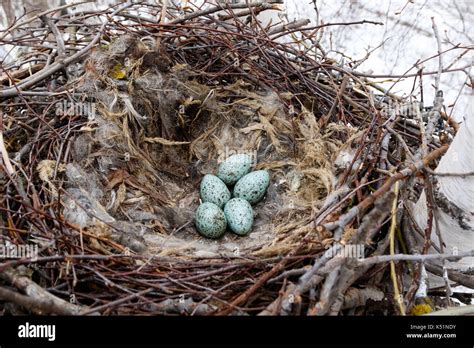 Raven nest hi-res stock photography and images - Alamy