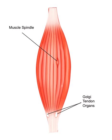 What Trainers Need to Know about Muscle Spindles and Golgi Tendon