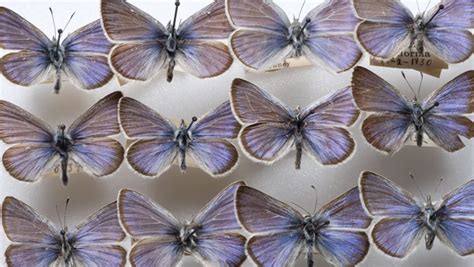 What secrets will the extinct Xerces Blue butterfly reveal? | The Kid Should See This