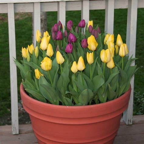 Planting Spring Bulbs in Pots | Whitehouse Landscaping