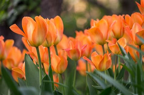 Plants and Trees with Orange Flowers for Sale - Buying & Growing Guide ...