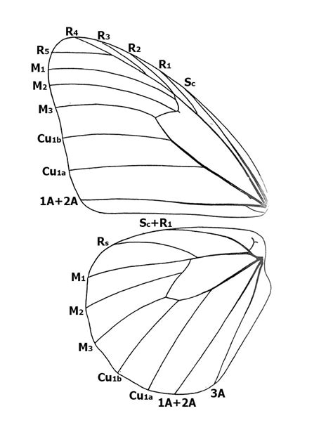 Butterflies of Singapore: Butterfly Anatomy : Part 2