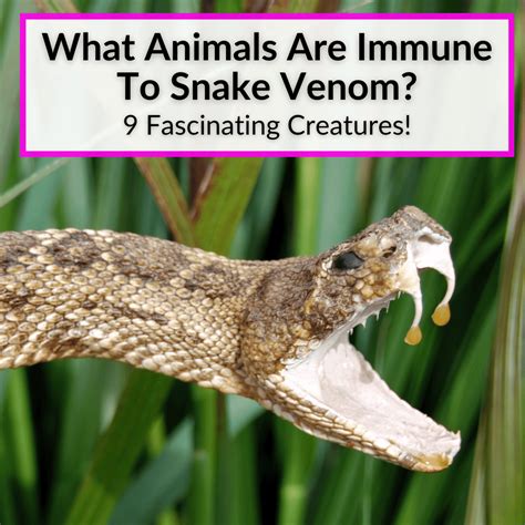 What Animals Are Immune To Snake Venom? (9 Fascinating Creatures!)