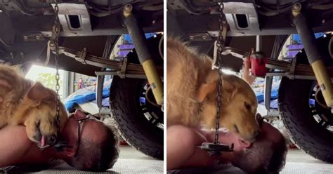 Golden retriever crawled under his mechanic dad’s car to hug him and ...