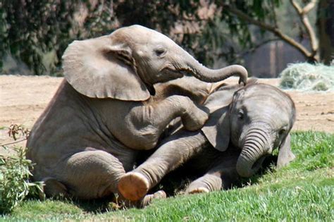 Baby Elephants at Play | Elephant Babies | Penny Hyde | Flickr