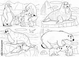 Coloring Arctic Animals sketch template