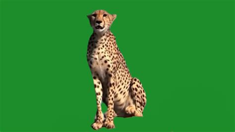 Cheetah Looking Around On Green Screen 1 Stock Motion Graphics SBV ...