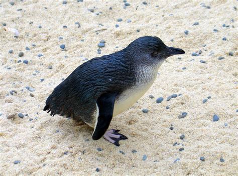 Little Blue Penguin at Auckland Zoo - ZooChat