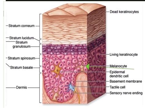 Histology (Skin) - Part 1