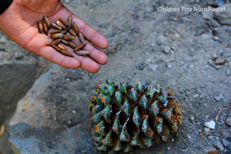 Chilgoza pine Nuts ( Neoza )- Dry fruit from Himalayas