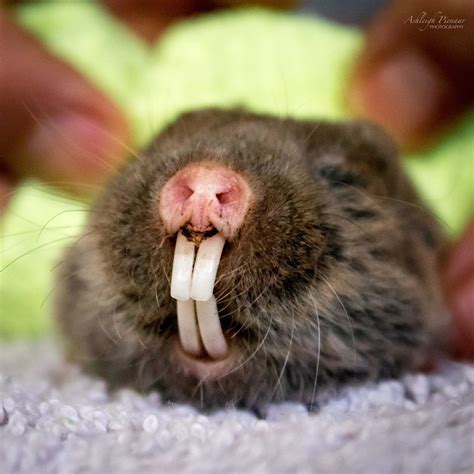 Joburg Wildlife Vet give closeup look at rescued Mole-rat, a wonder to see