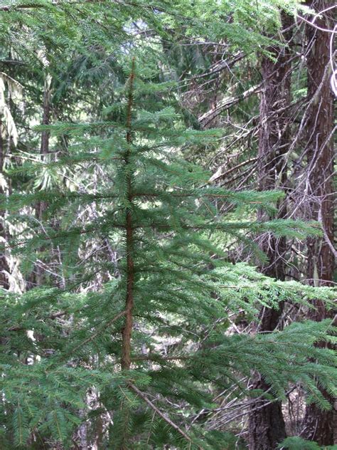 Sitka Spruce, Picea sitchensis | Native Plants PNW