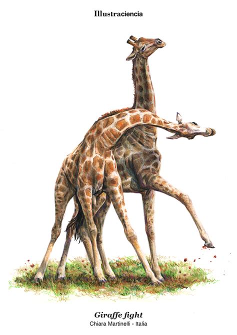 Giraffe fight - Chiara Martinelli