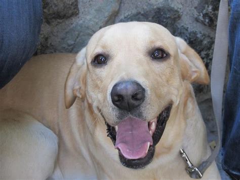 Happy face | Dogs, Animals, Labrador retriever