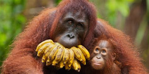 Bornean Orangutan Habitat