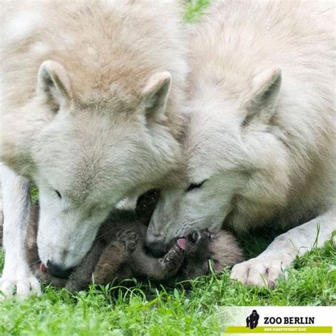 White Canadian Wolf Parents Have a Play Day with Their Five Pups - ZooBorns