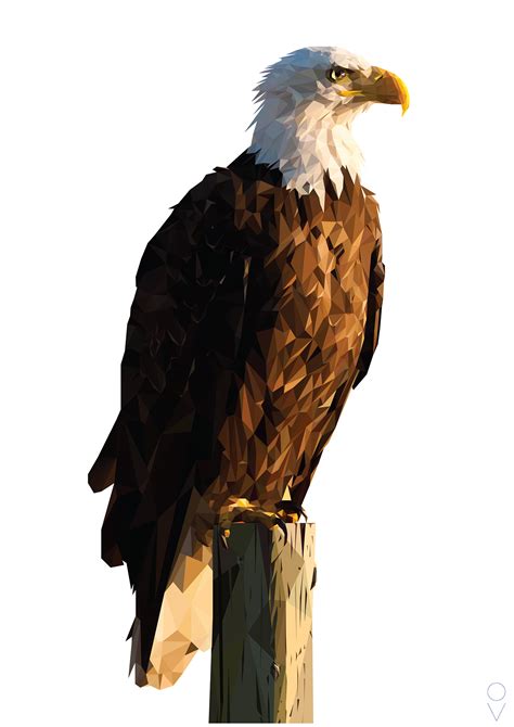 Bald Eagle Triangular on Behance