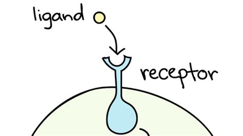 Ligands & receptors (article) | Khan Academy