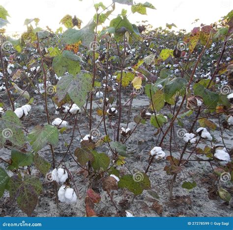 Cotton crop stock image. Image of leaves, agriculture - 27278599