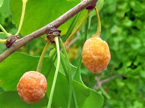 Ginkgo biloba - Maidenhair Tree ripe fruit on stem | Flickr