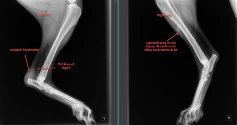 Achilles Tendon Injury In Dogs, Symptoms And Treatments - Stem Cell Safari