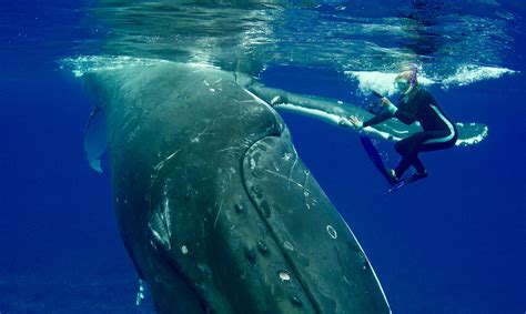 Astonishing Footage Shows Humpback Whale Protecting Diver from 17-Ft Shark [Watch]