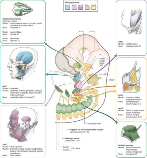 Pharyngeal Arches | Medical school essentials, Medical anatomy, Medical school studying