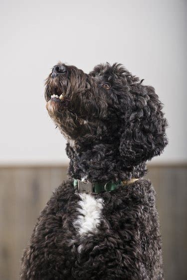 How to Groom a Poodle Mix | Cuteness