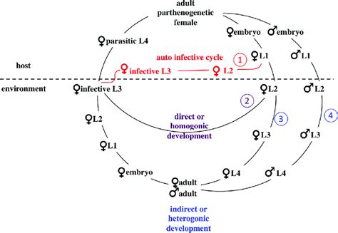 The life cycle of S. stercoralis. The life cycle of Strongyloides ...