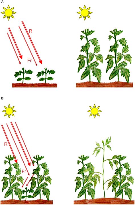 Frontiers | Photoreceptor Mediated Plant Growth Responses: Implications ...