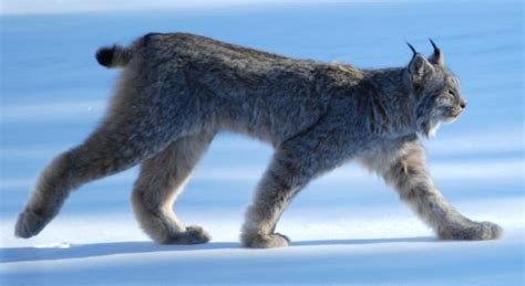 No evidence of panthers in Newfoundland despite reports, say wildlife officials - Newfoundland ...