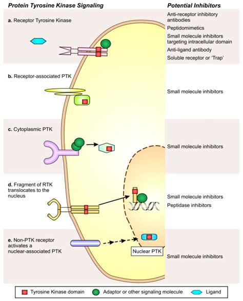 Tyrosine Kinase Signaling Pathway