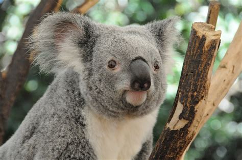 Cars and chlamydia killing Queensland koalas - UQ News - The University ...