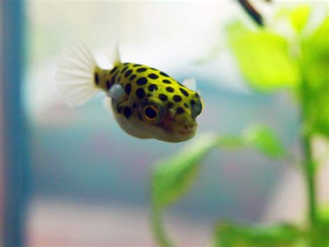 Green Spotted Puffer 101: Care, Diet, Tank Size, Tank Mates & More ...