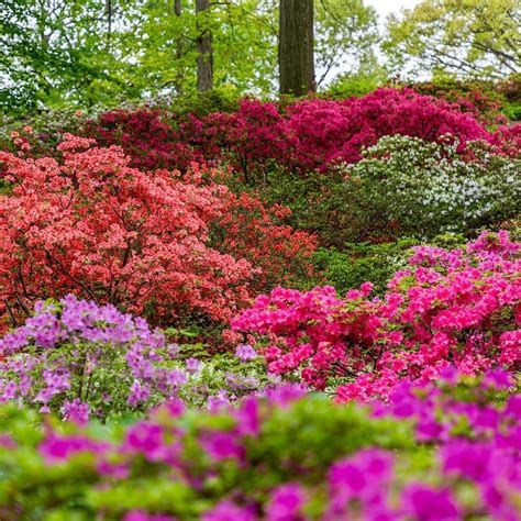 Colorful Azalea Garden for Mother's Day Weekend