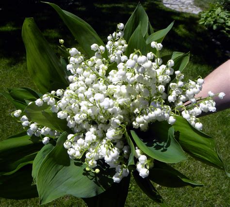 Moments of Delight...Anne Reeves: Lily of the Valley