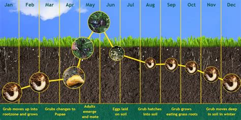 Chafer Grubs, damage to lawns and their life cycle