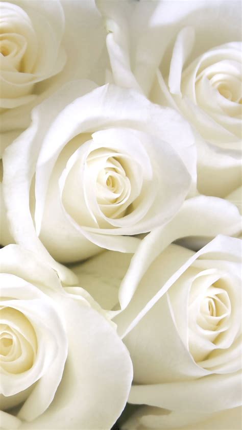 White Roses Wallpapers on WallpaperDog