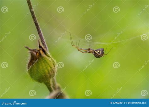 Little Spider Builds Her Web Stock Image - Image of creepy, outdoor ...