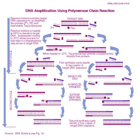 PCR (in vitro DNA amplification)