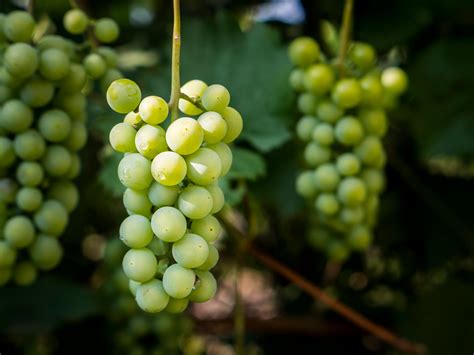 Grape Skin: What It Does and Why It Matters - Good Pair Days