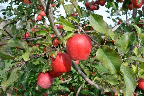 Stages of Apple Tree Growth: What to Expect After Planting - Stark Bro's